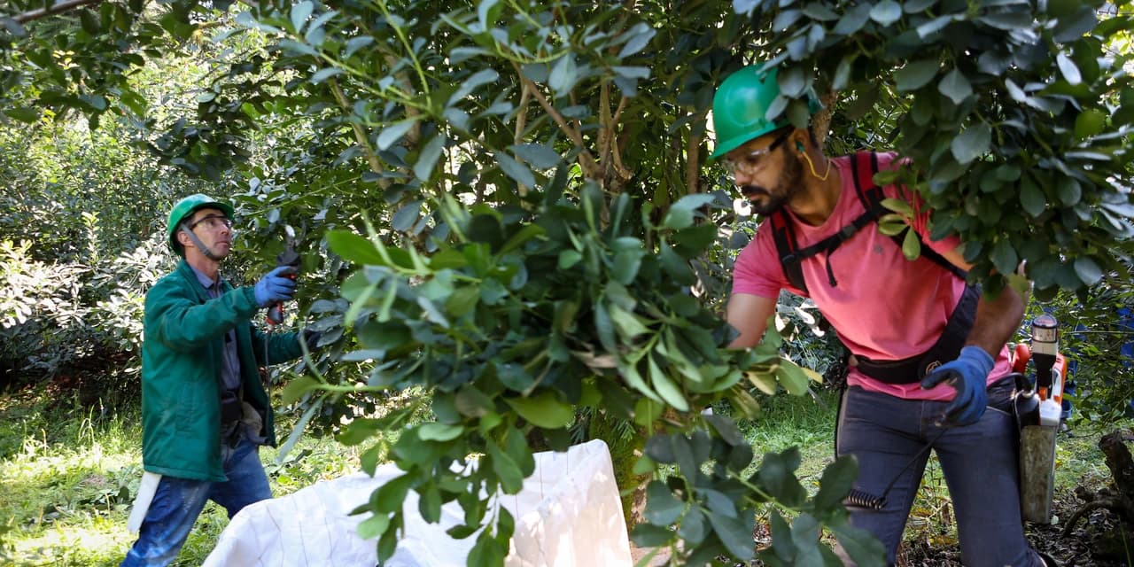 Cultivo de erva-mate do Paraná vira Patrimônio Agrícola Mundial das Nações Unidas