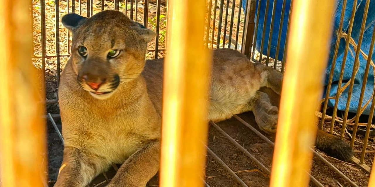 O que fazer se encontrar uma onça ou outro felino silvestre? IAT divulga orientações