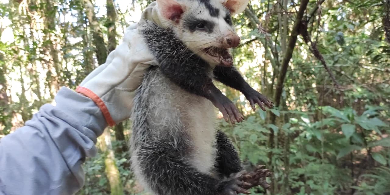 Copel adota medidas para proteger animais em obras