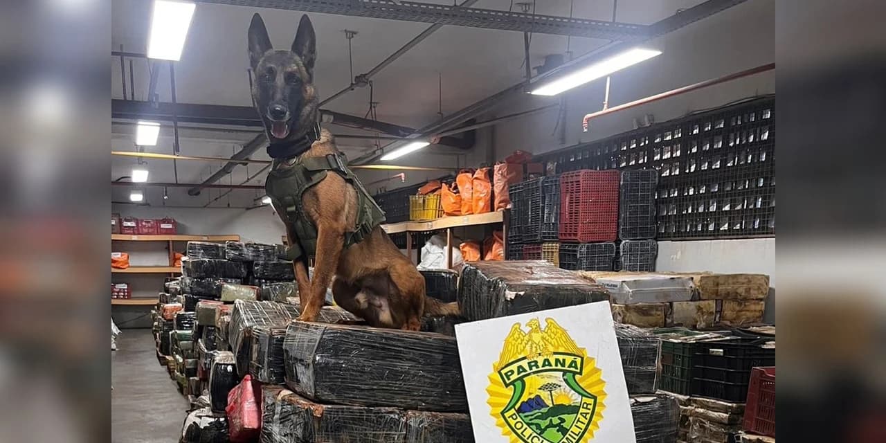 Em um ano, Companhia com Cães da PMPR causa prejuízo de R$ 300 milhões ao crime