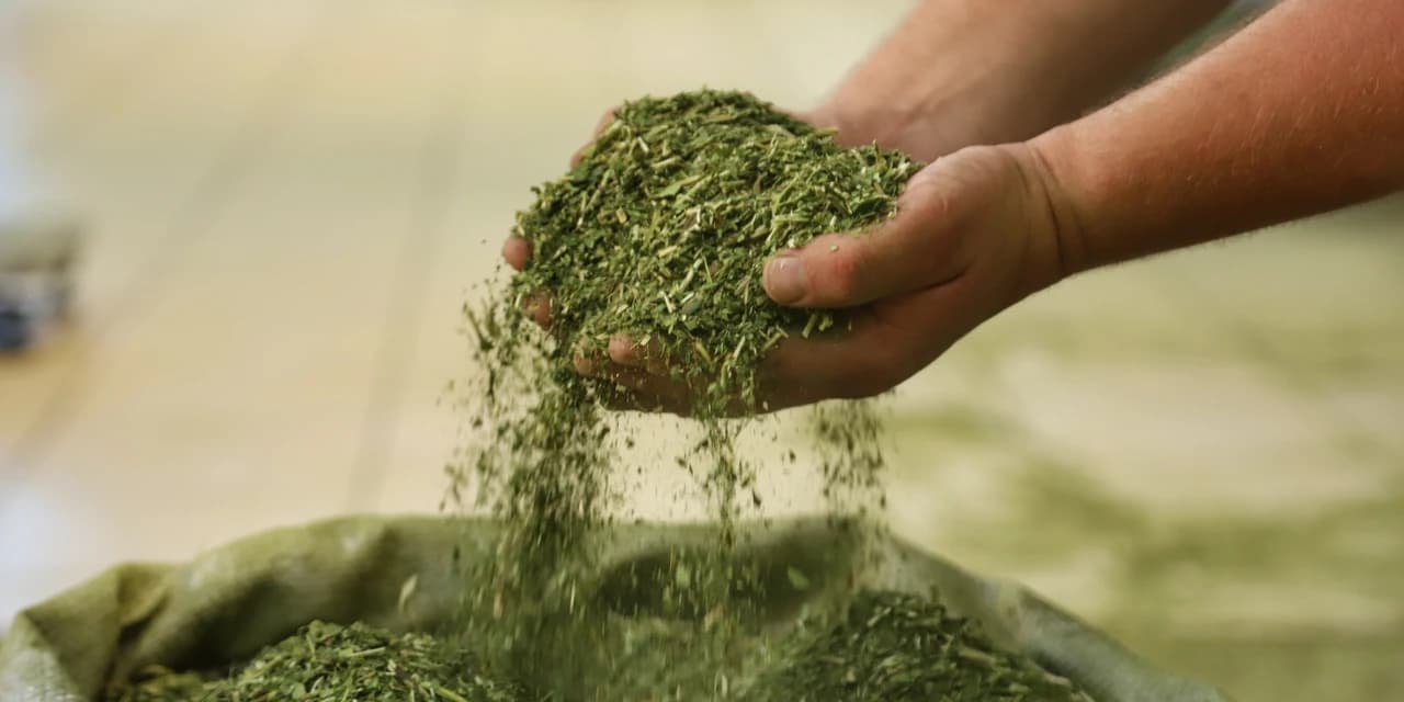 Crescimento da produção de erva-mate do Paraná supera outros estados do Sul