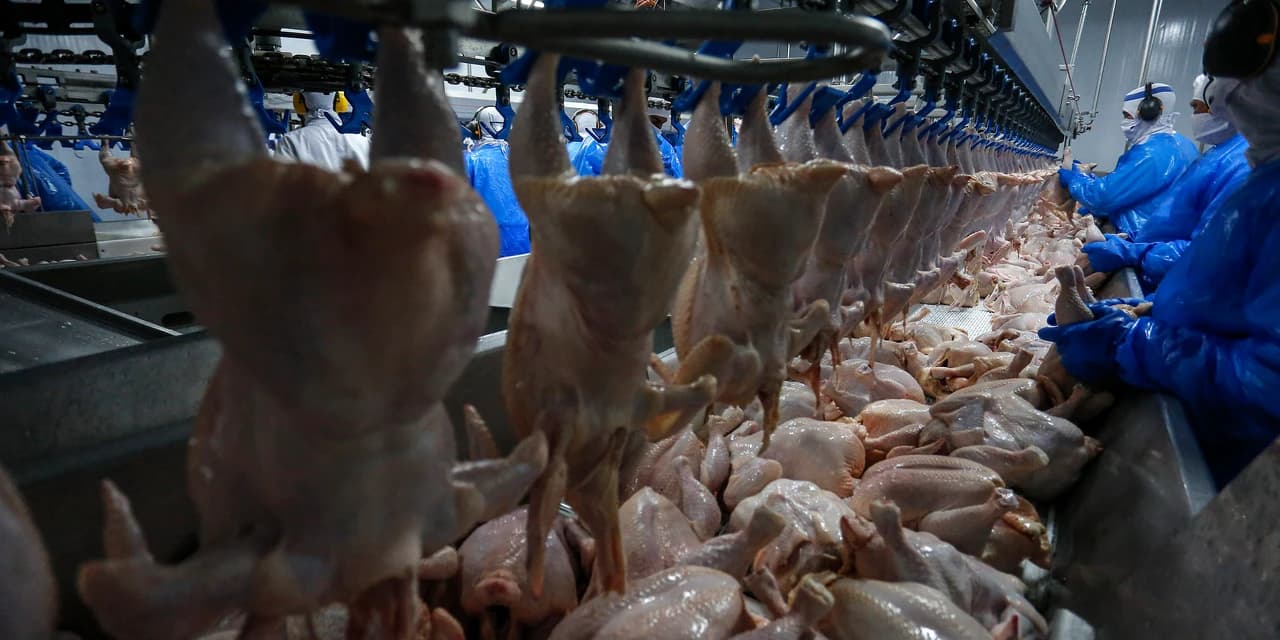 Retomada das exportações de frango para a Malásia terá reflexo positivo no Paraná