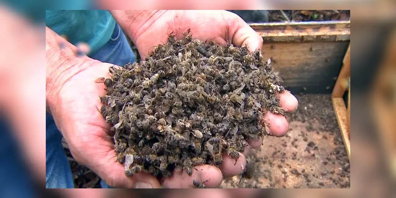 Abelhas são encontradas mortas na zona rural de Guamiranga possivelmente pelo uso indevido de agrotóxicos
