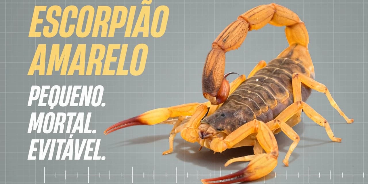 Estado lança campanha para reforçar cuidados e prevenir picadas de escorpiões