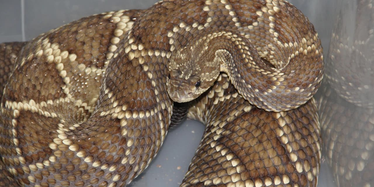 Secretaria da Saúde alerta para risco de acidentes com serpentes no verão