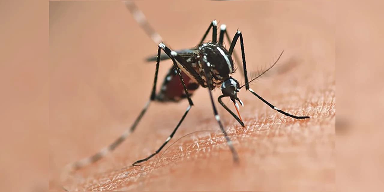 Secretaria da Saúde inicia publicação dos novos informes epidemiológicos da dengue
