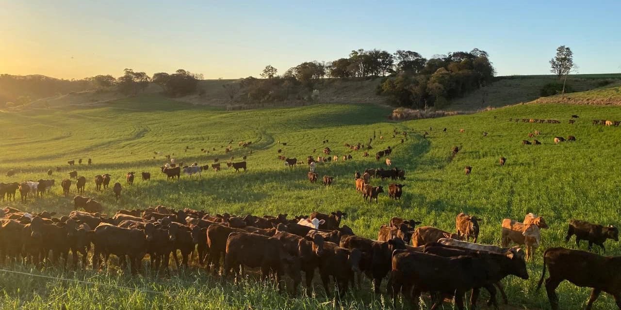 Portaria da Adapar intensifica regras para combate à brucelose e tuberculose bovina no Paraná