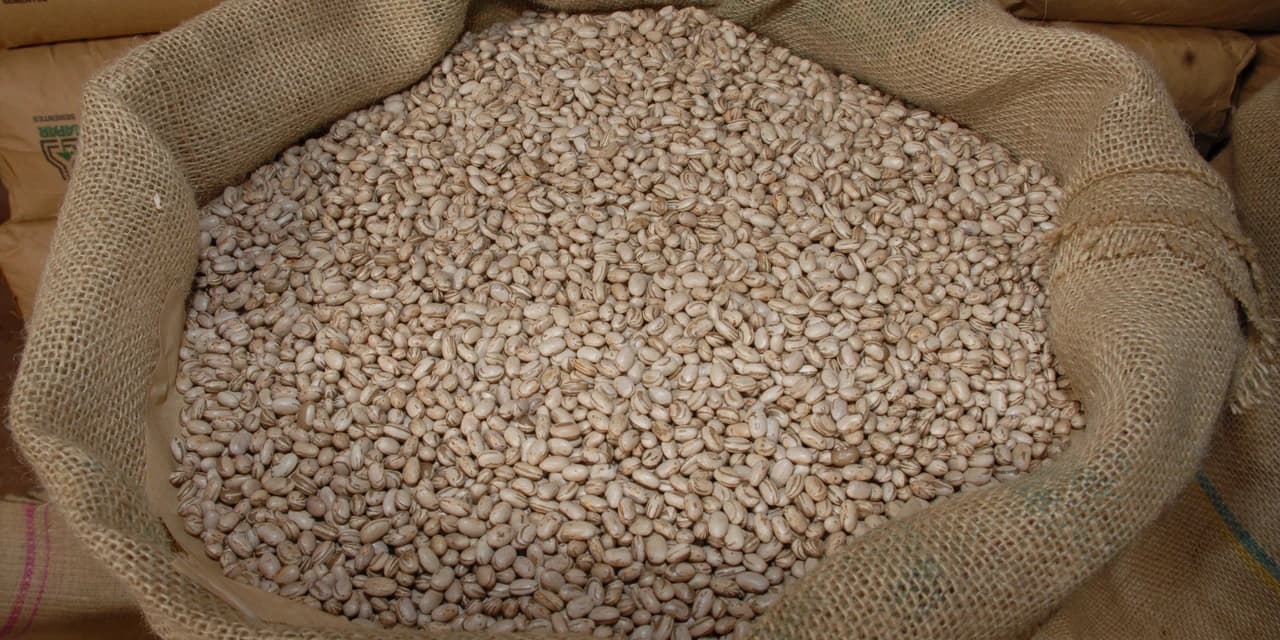 Maior produtor do Brasil, Paraná já colheu 72% da "safra das águas" do feijão
