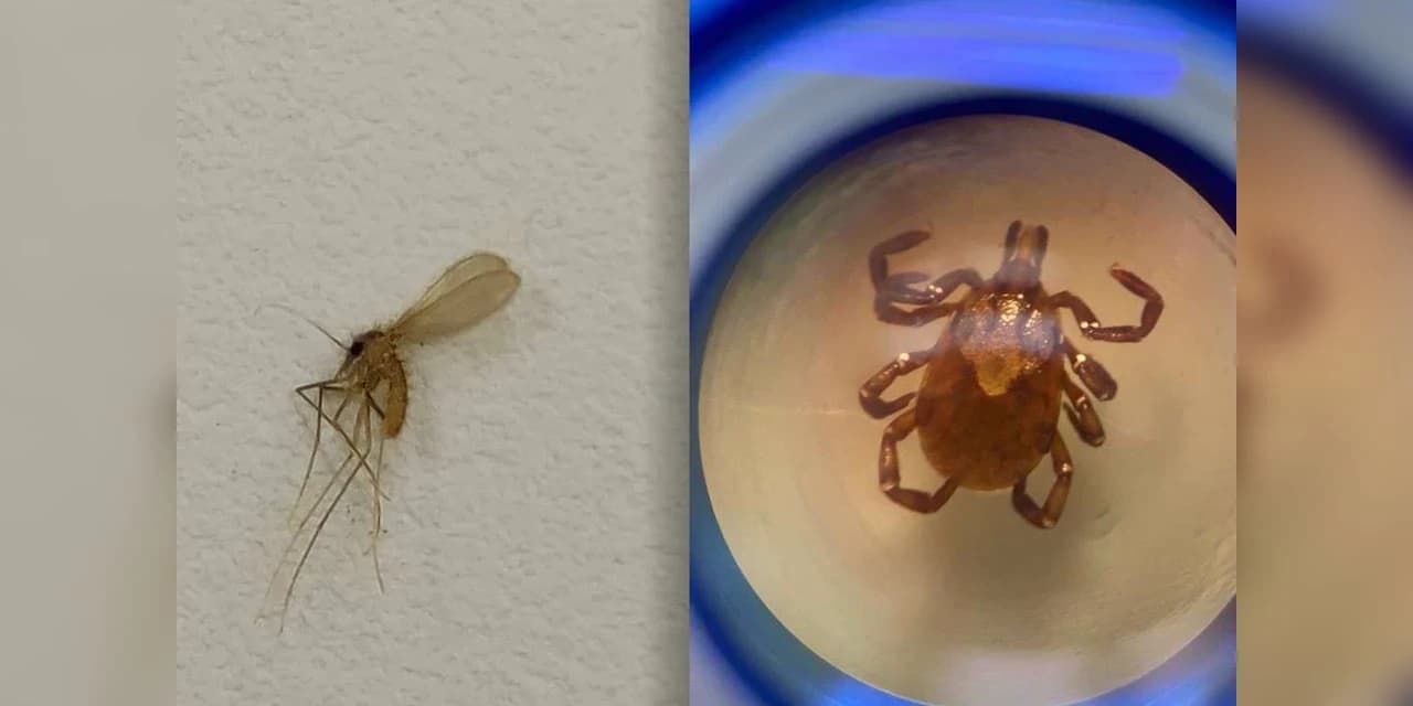 Carrapato e mosquito-palha: Saúde reforça cuidados contra transmissores de doenças