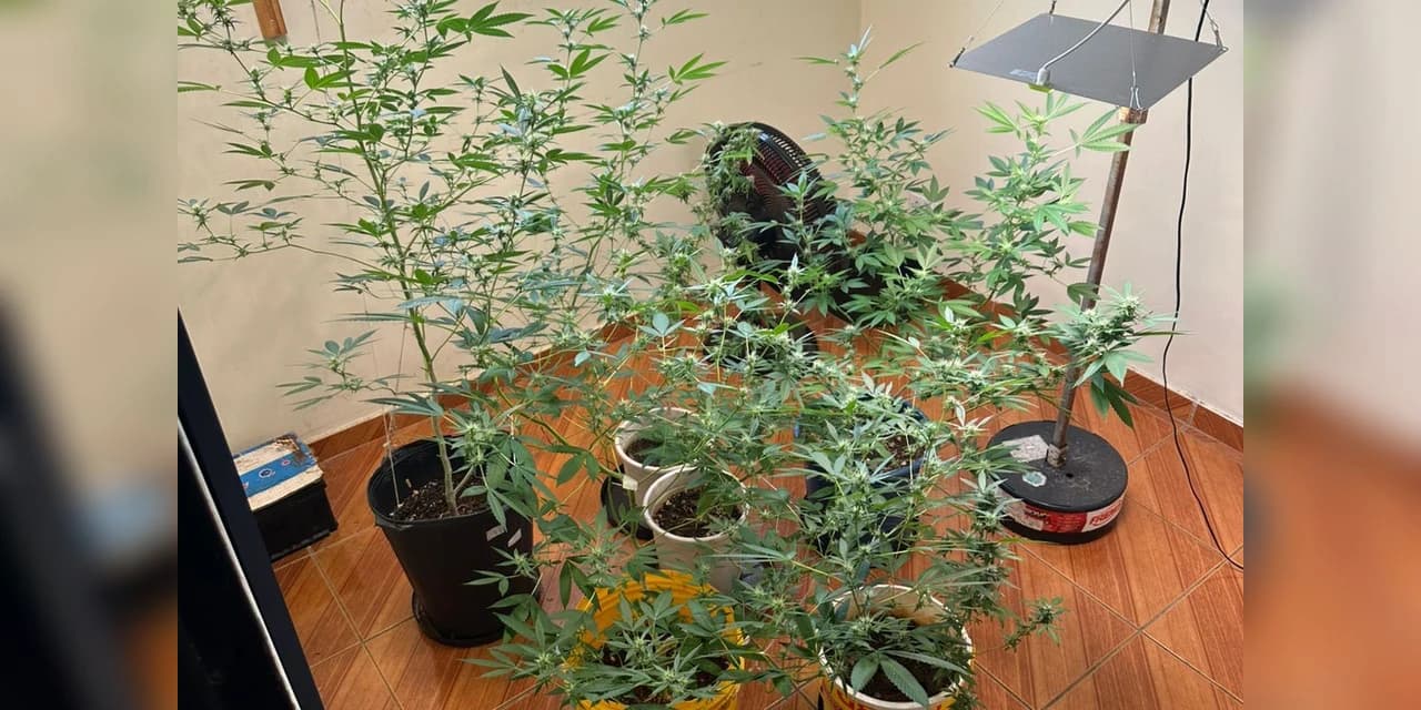 PCPR localiza laboratório de produção de maconha e prende homem em Londrina