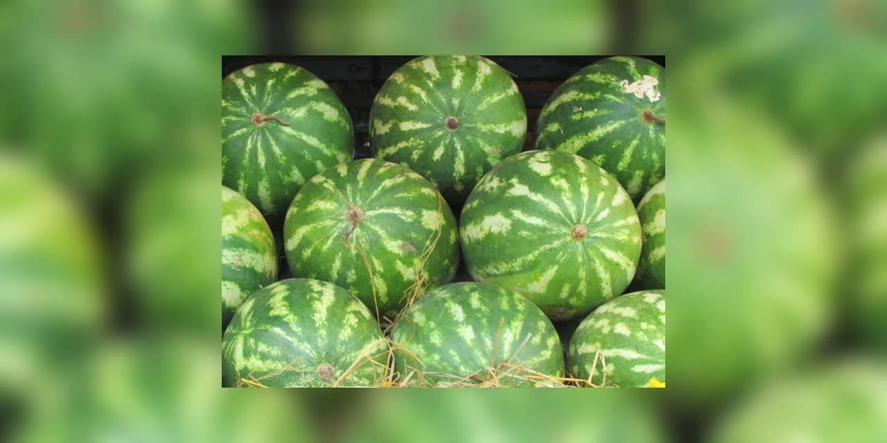 Melancias são furtadas de uma plantação no interior de Irati