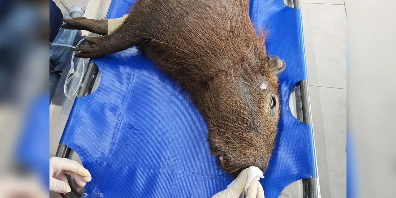 IAT devolve à natureza capivara que foi atropelada no Sudoeste do Paraná