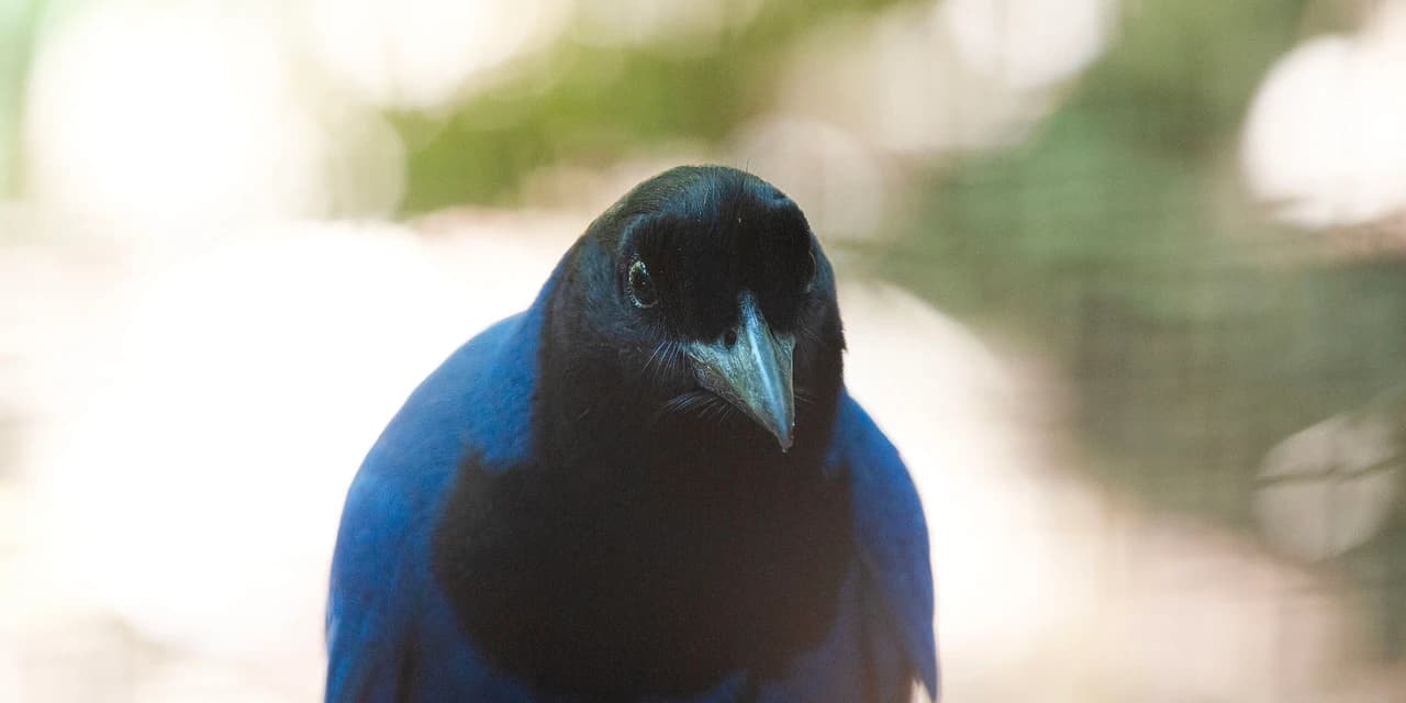 Gralha-azul resgatada pelo IAT vai integrar programa de reprodução do Zoo de Curitiba