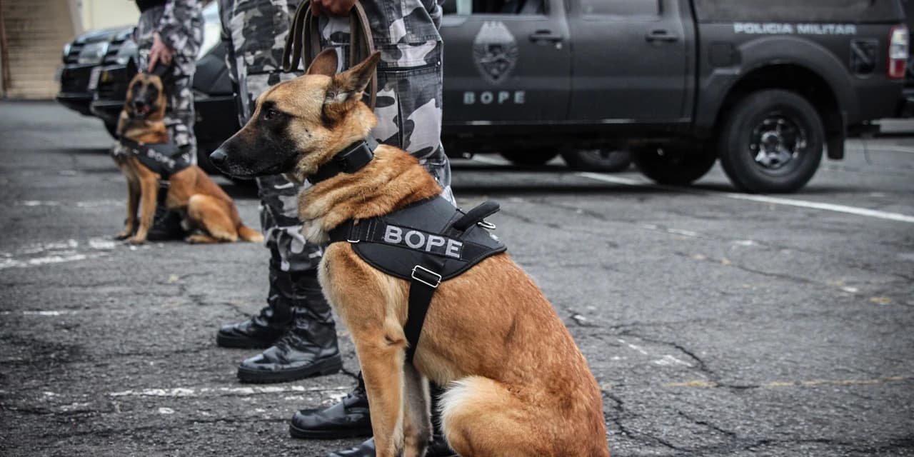 Em Prudentópolis cão farejador da polícia militar encontra mala com 3,9 kg de Substância Análoga a “Haxixe Marroquino”.