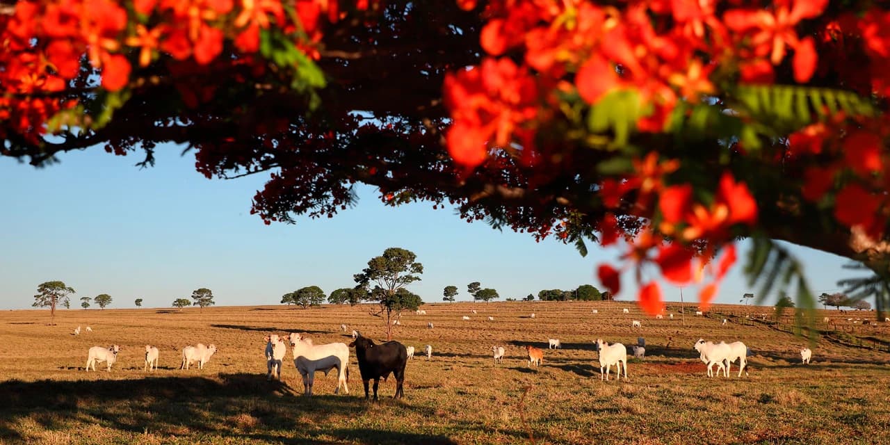Adapar inicia nesta sexta-feira a Campanha de Atualização de Rebanhos 2026