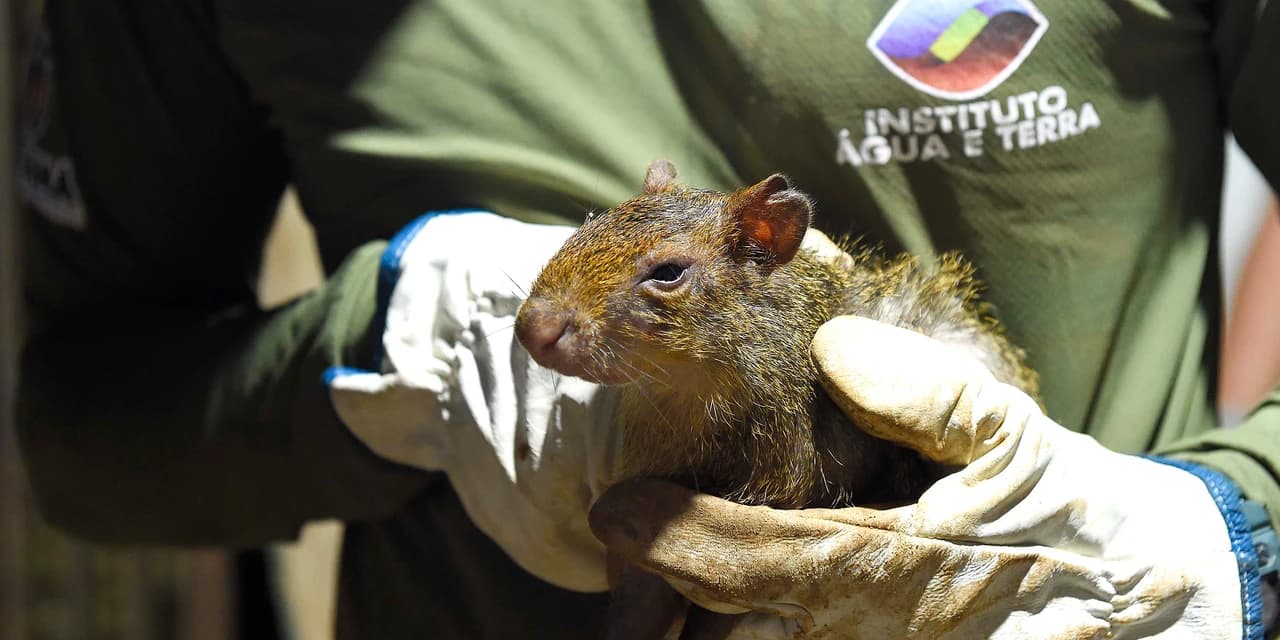 Para ampliar políticas públicas, Estado cria Superintendência-Geral de Proteção Animal