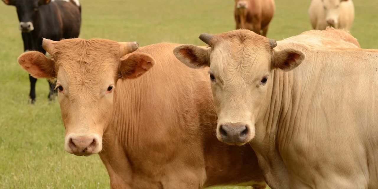 Quatro cabeças de gado foram furtadas de uma fazenda em Campina do Simão