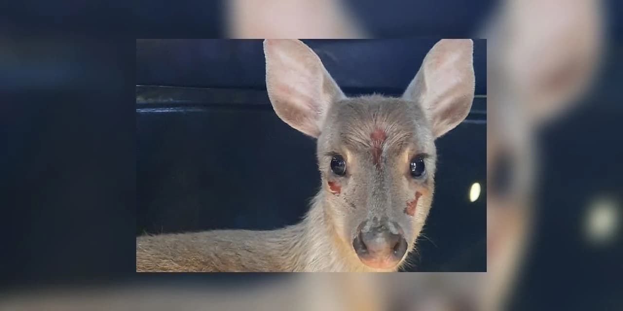Veado-catingueiro encontrado ferido em Irati é solto pelo IAT após tratamento