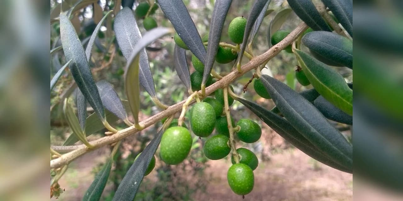 Paraná tem 69 municípios aptos para o cultivo de oliveiras, aponta boletim do IDR-Paraná