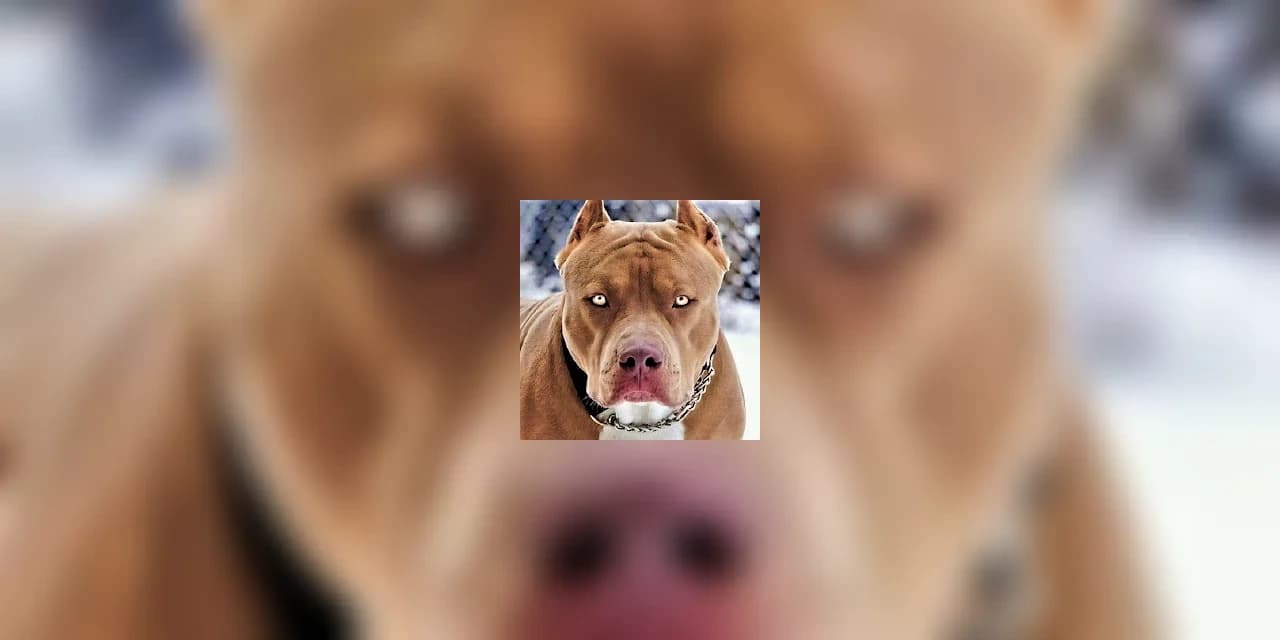 Mulher sofre graves ferimentos na região do rosto após ser atacada por Pitbull em Guarapuava