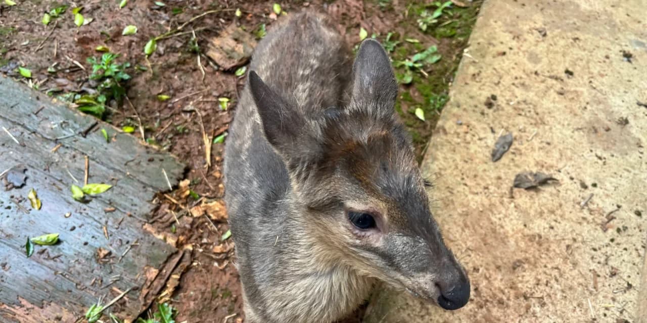 Animais silvestres acolhidos pela Unicentro recebem cuidados especiais durante processo de reabilitação