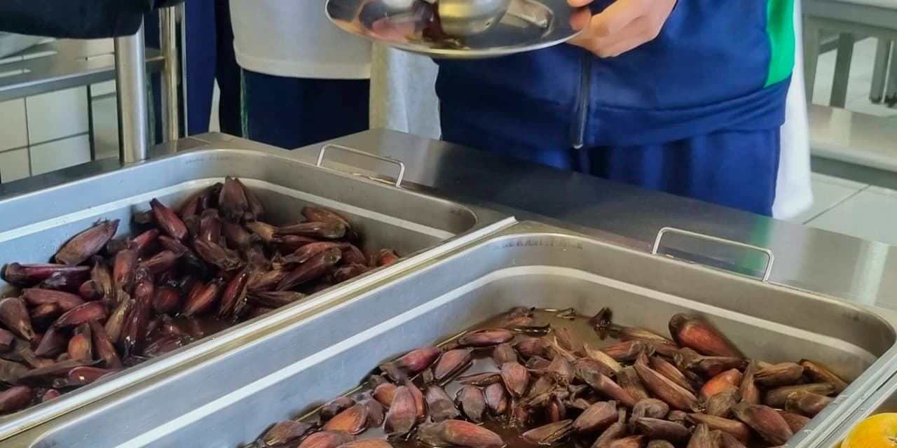 Pinhão amplia espaço nos cardápios da alimentação escolar da rede estadual