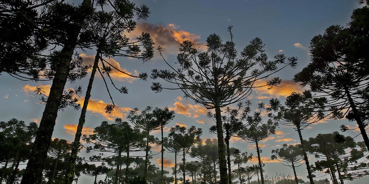 Paraná planta o futuro: distribuição de 668 mil mudas de Araucária reforça símbolo do Estado