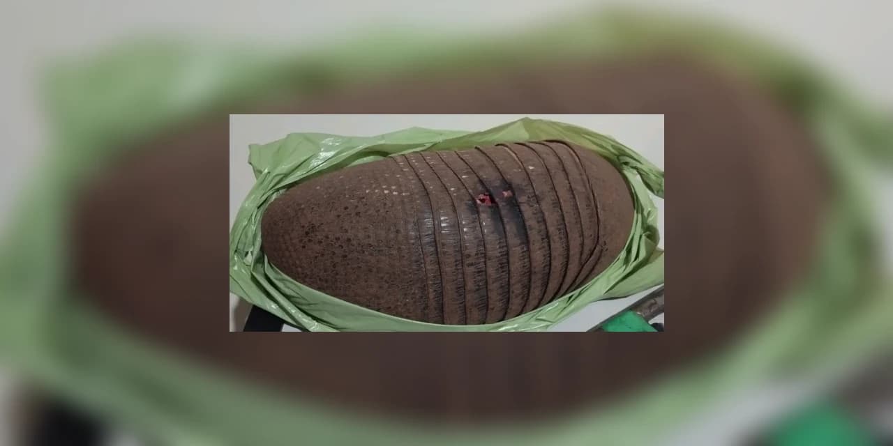 Homem é preso após PM encontrar armas, munições e tatu abatido em Santa Maria do Oeste