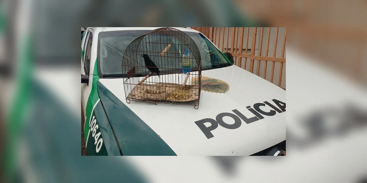Polícia apreende pássaros e armas após denúncias