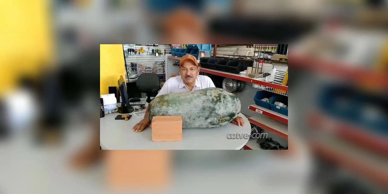 Com 41 quilos, “maior pepino do mundo” é colhido por agricultor de Cascavel