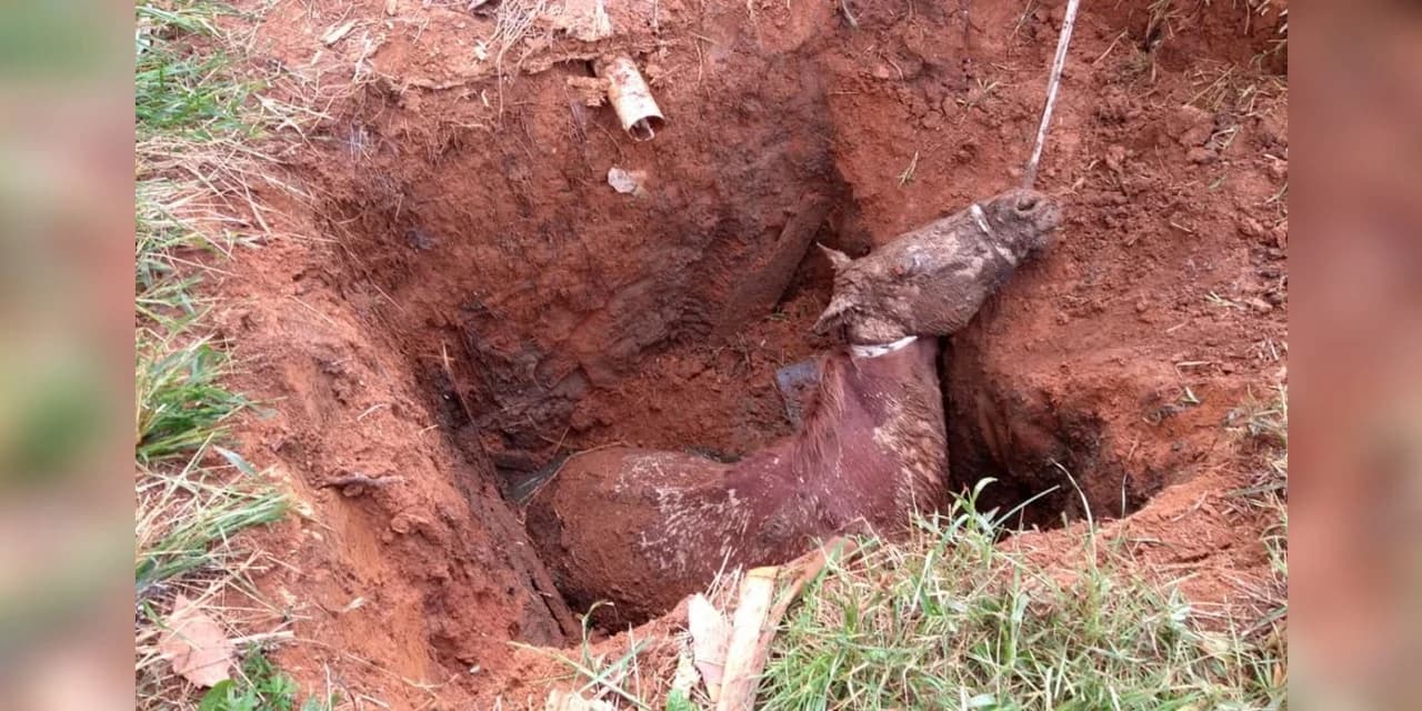 Cavalo cai em fossa e é resgatado após força-tarefa dos bombeiros