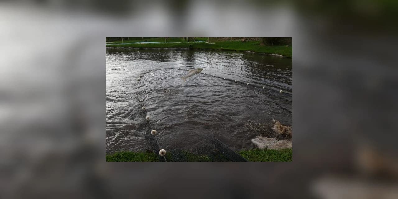 Paraná é maior produtor de peixes do Brasil