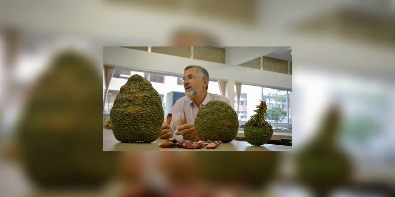UFPR vai produzir pinhas e pinhões gigantes