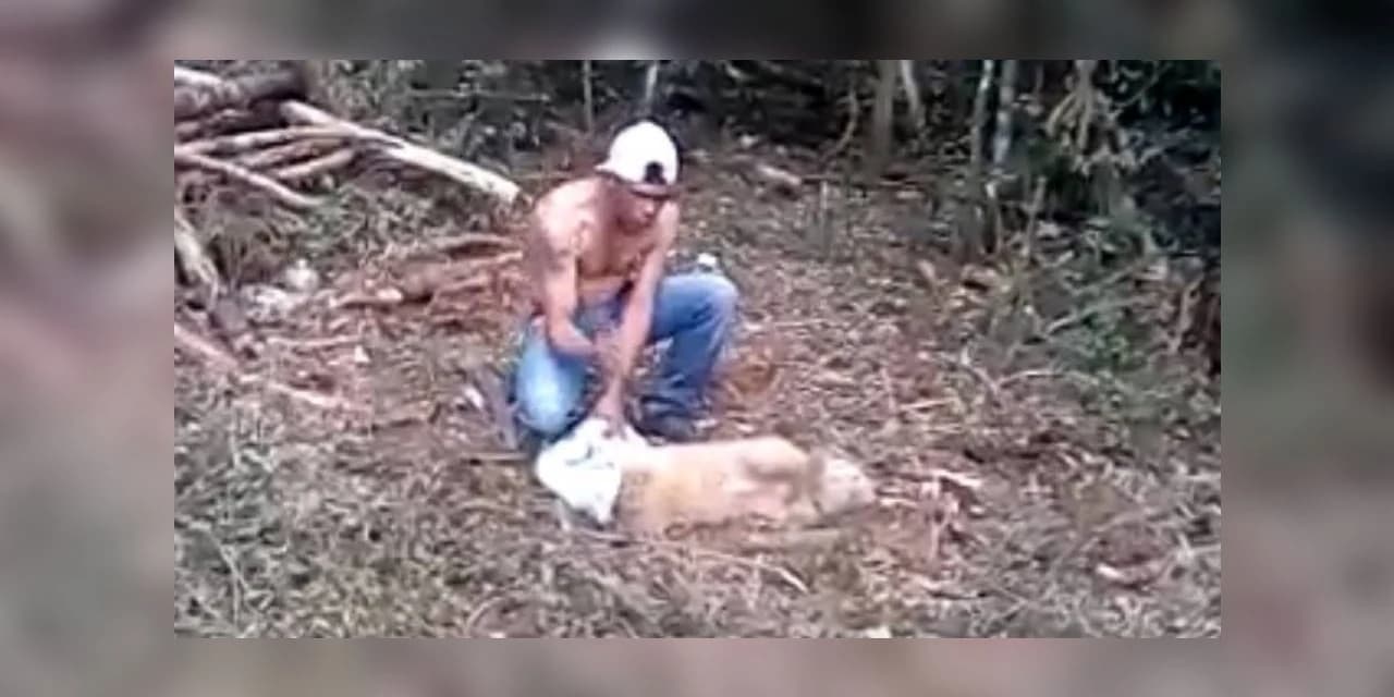 Cachorrinha torturada e esfaqueada em Ipiranga é encontrada com vida