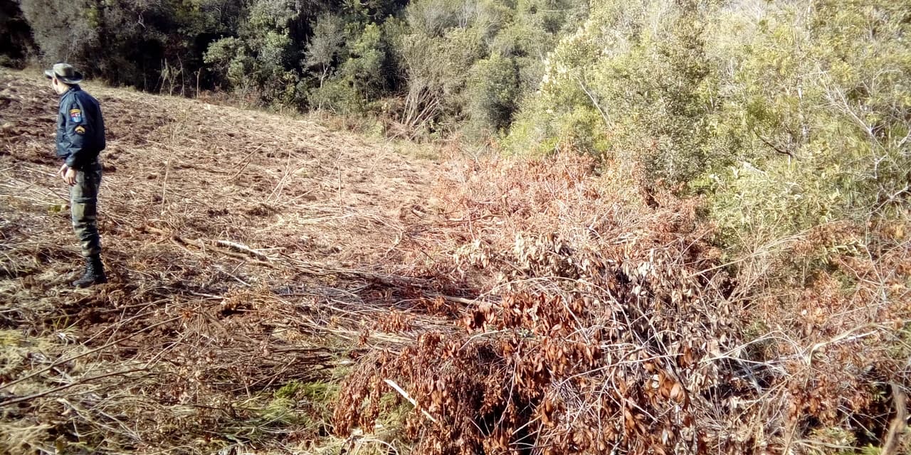 Policia ambiental encontra área de desmatamento ilegal em Teixeira Soares