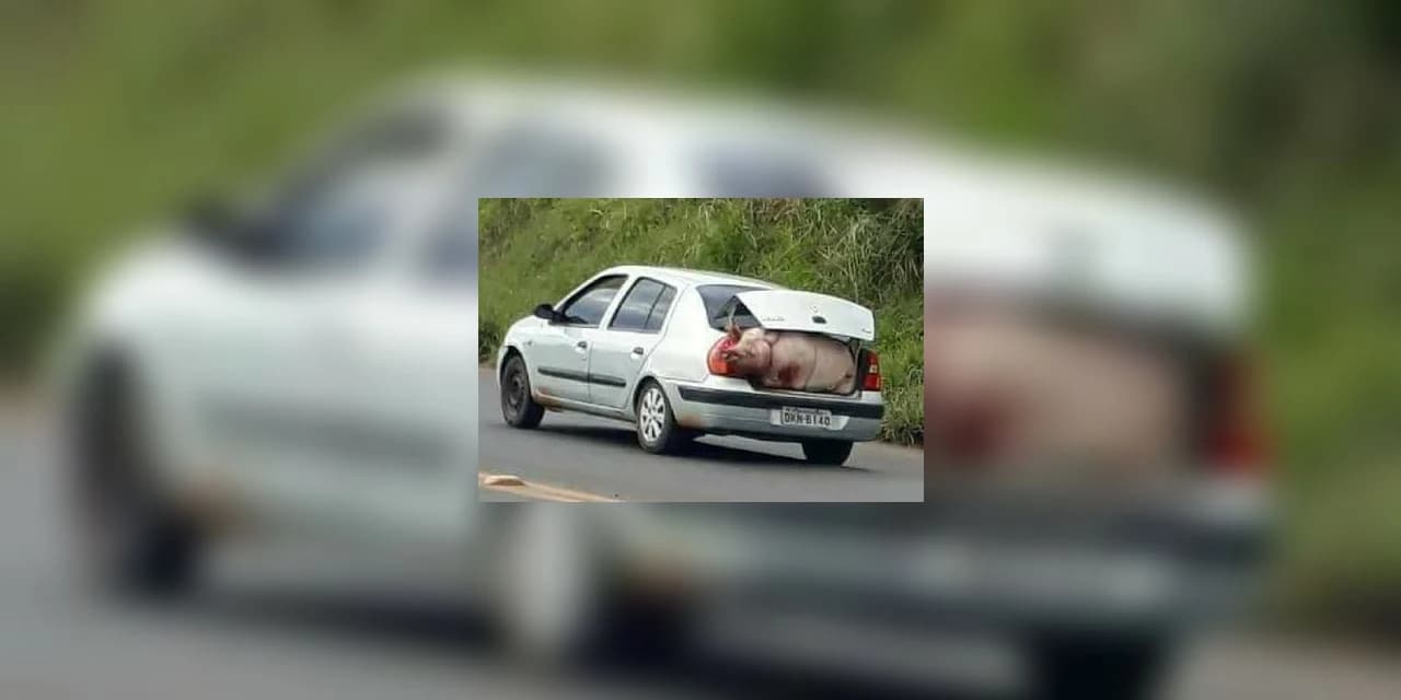População leva porcos para casa após caminhão tombar no Paraná