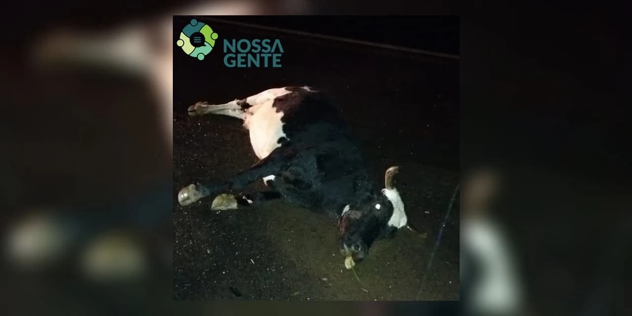 Animais na pista causam acidente na BR-373 em Prudentópolis