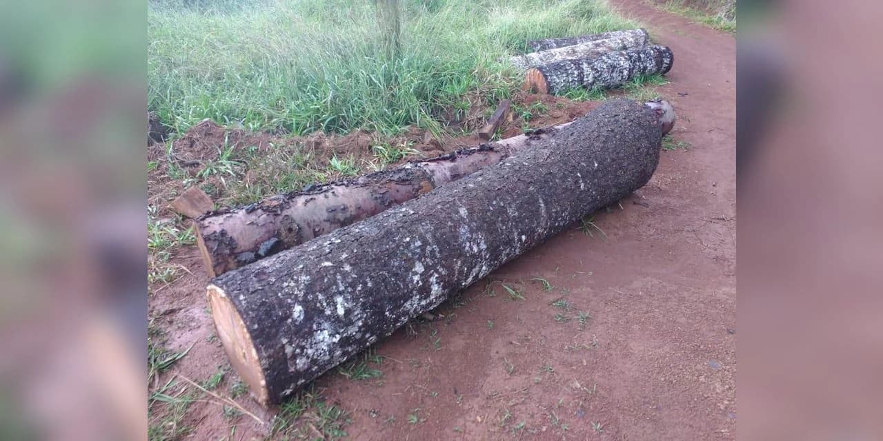 Polícia Ambiental encontra área com cortes de pinheiros.