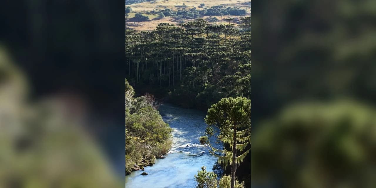 Extinção é ameaça constante para Floresta com Araucárias