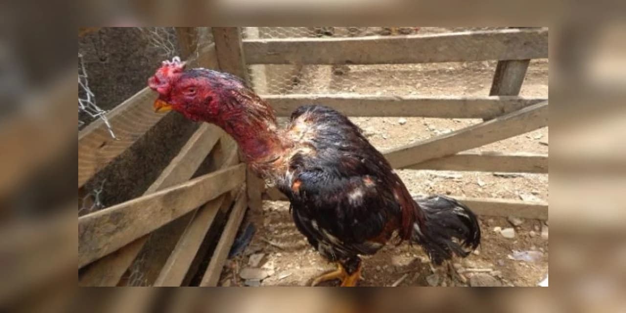 Polícia encontra rinha de galo em Rio Azul