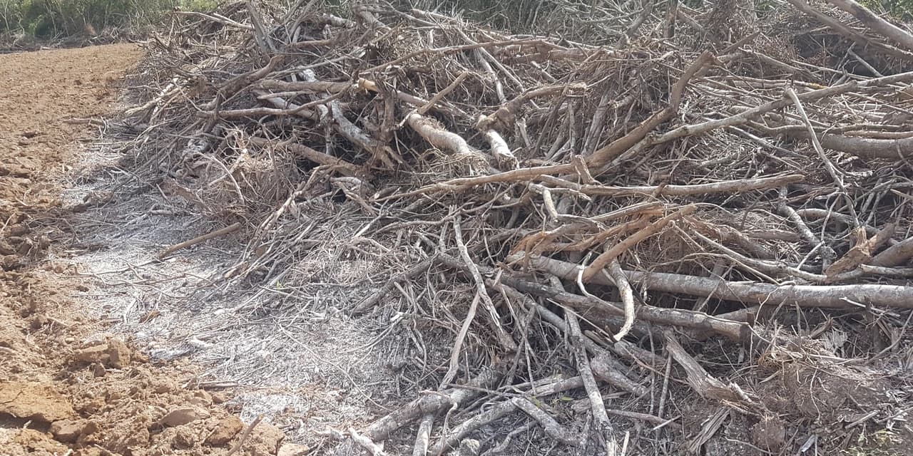 Polícia Ambiental registra desmatamento no interior de Prudentópolis.
