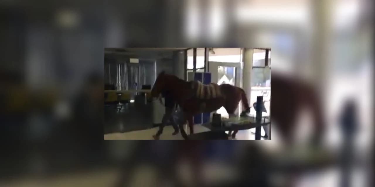 Rapaz entra com cavalo na agência do BB em Carambeí