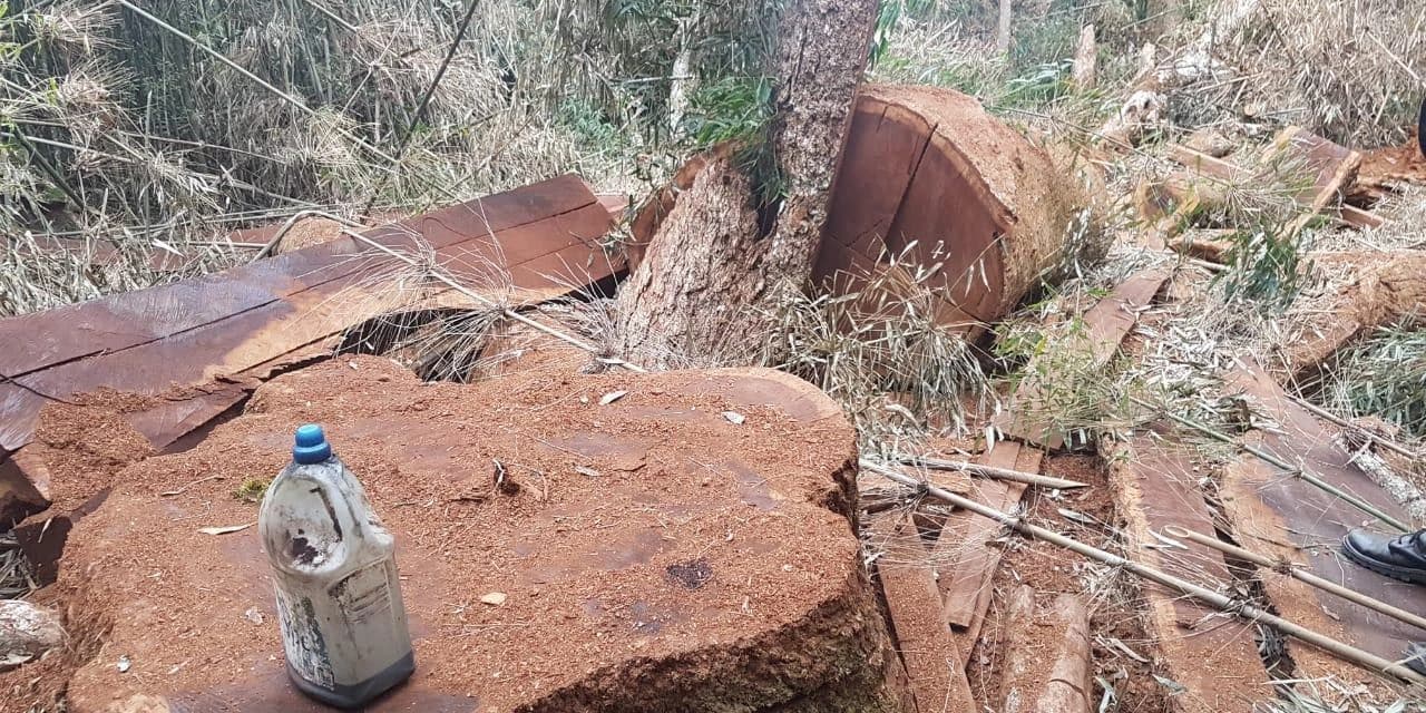 Polícia Ambiental prende duas pessoas em flagrante