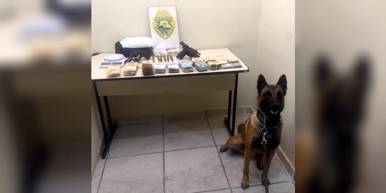 Ministério Público do Paraná e Polícia Militar realizam em Castro Operação Extirpe, direcionada a combater o tráfico de drogas na região