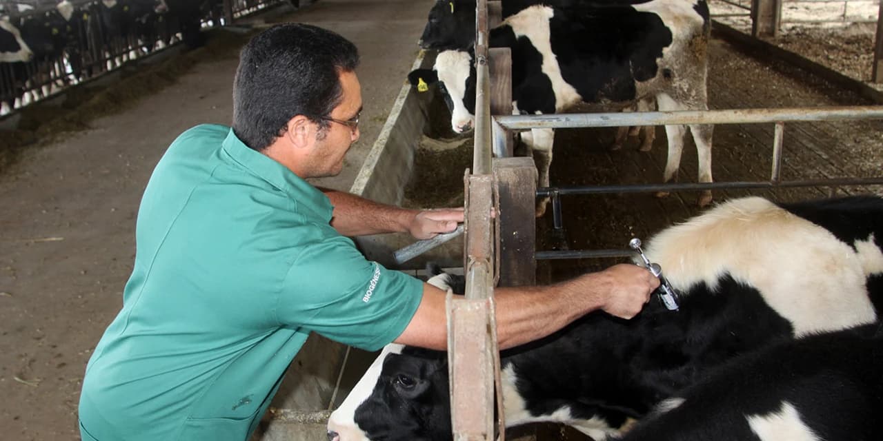 Nova etapa de vacinação contra aftosa começa nesta quinta-feira