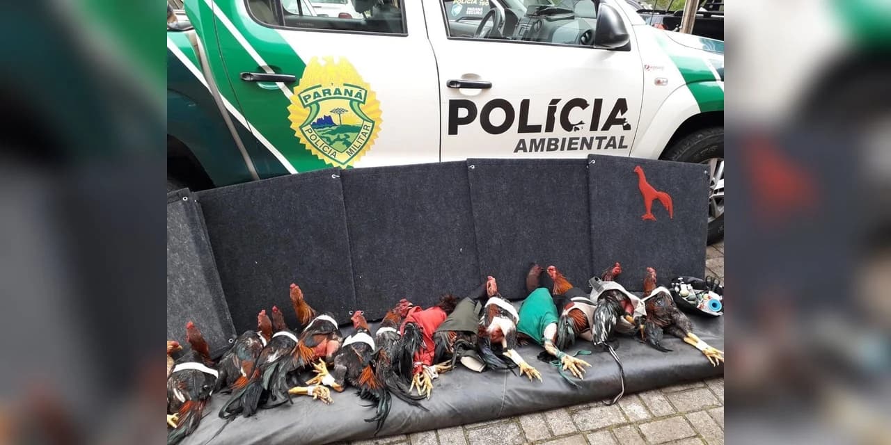 Quatro pessoas são presas em Pérola suspeitas de promover rinhas de galo