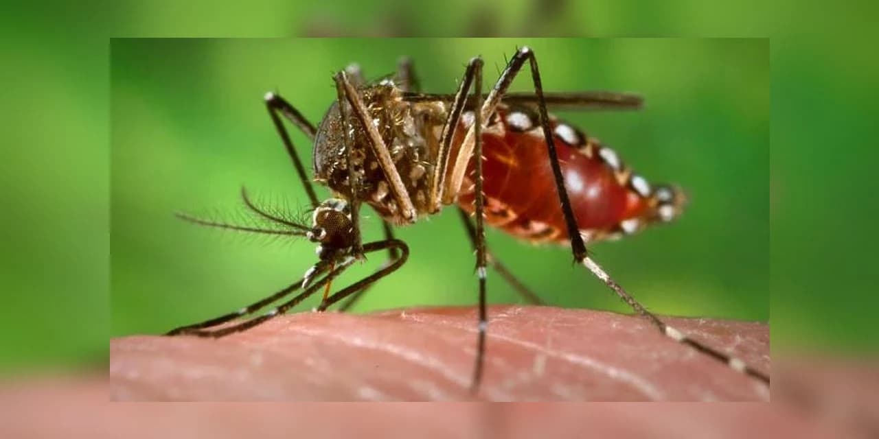 Último mês para vacinação contra a dengue no Paraná