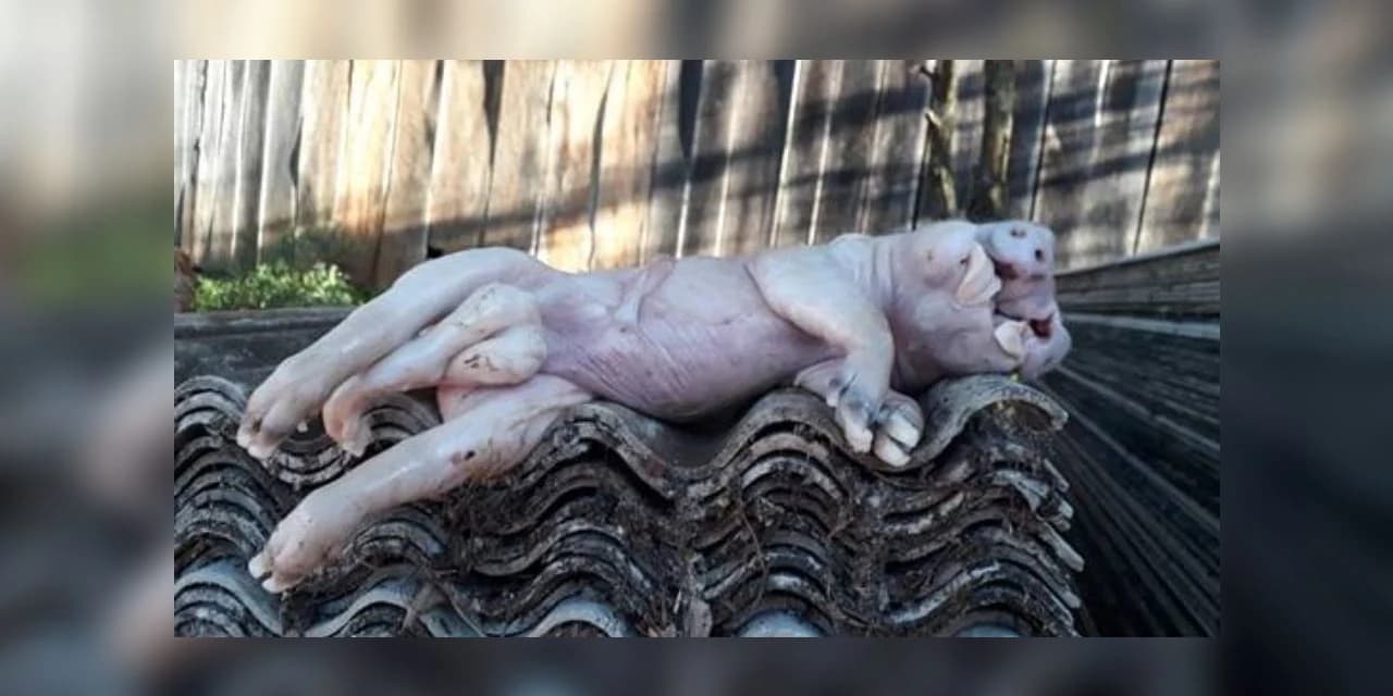Porco nasce com dois focinhos e seis pés