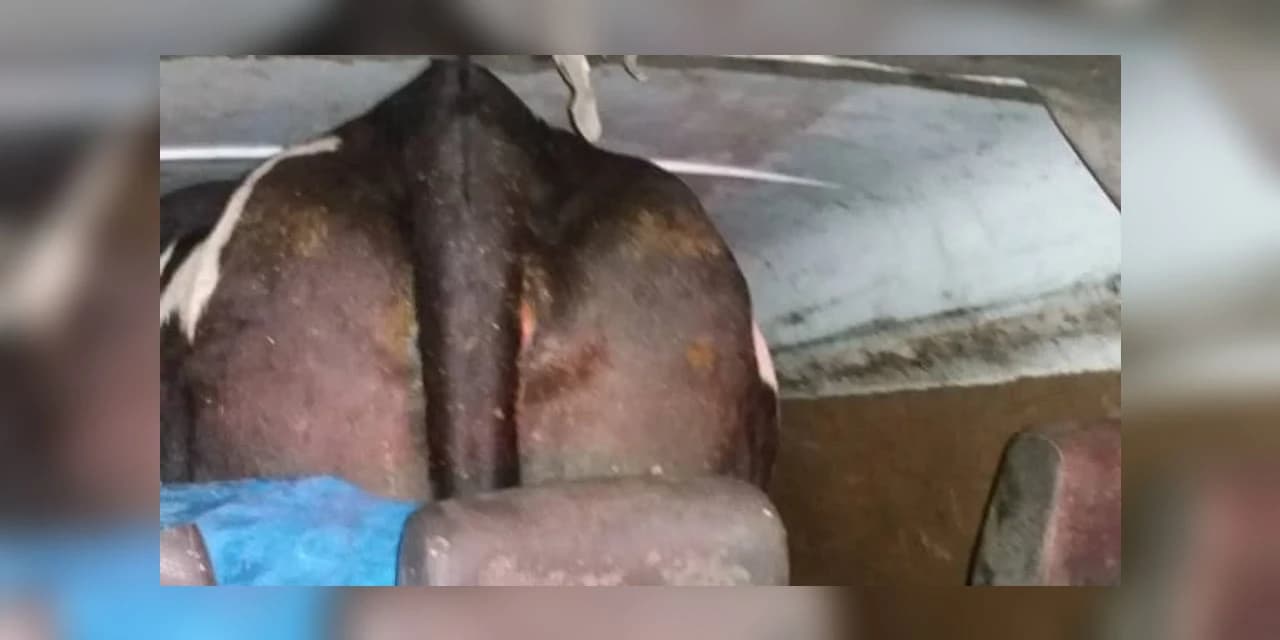 Dupla com vaca em Kombi tenta fugir da PM em Araucária