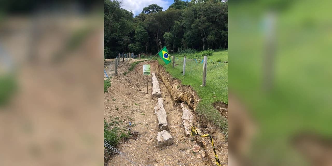 ‘Pinheiro de Pedra’ em Prudentópolis pode ter 250 milhões de anos